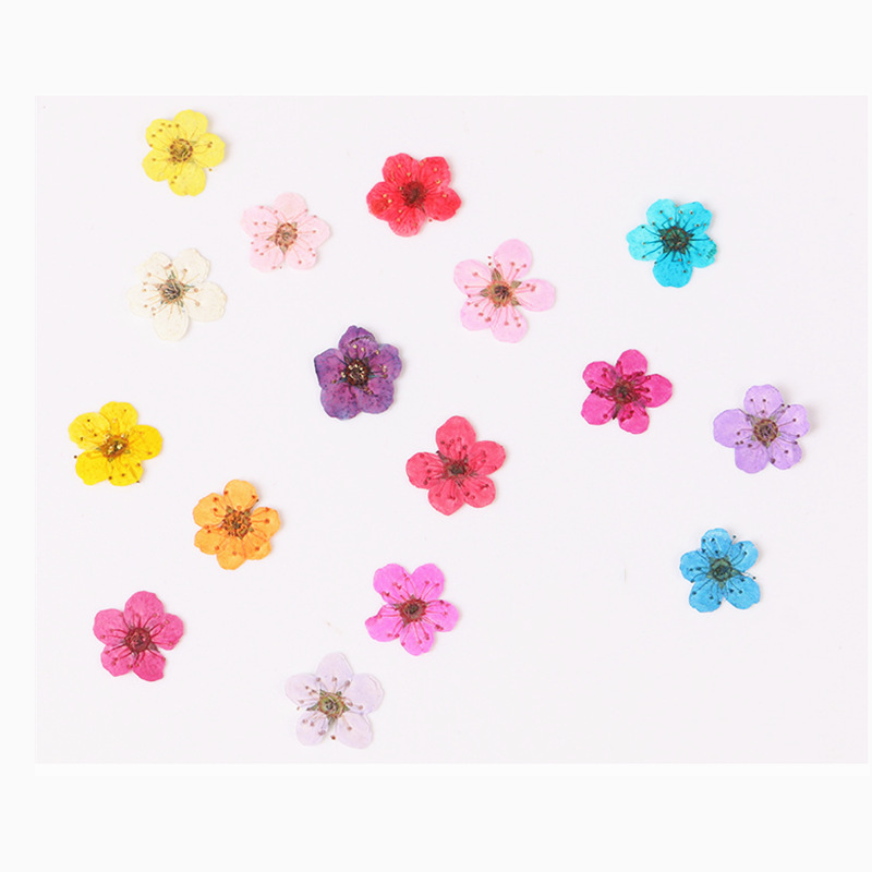 60 adet Mini preslenmiş kurutu - Dried Flower Bookmark incelemesi ve fiyatı